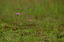 BUITEN BEELD Foto: 434253