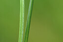 BUITEN BEELD Foto: 434414
