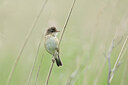 BUITEN BEELD Foto: 434628