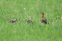 BUITEN BEELD Foto: 434636