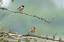 BUITEN BEELD Foto: 434669