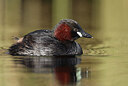 BUITEN BEELD Foto: 434697