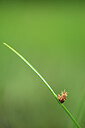 BUITEN BEELD Foto: 434827