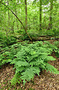 BUITEN BEELD Foto: 434860