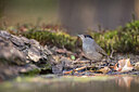 BUITEN BEELD Foto: 434867