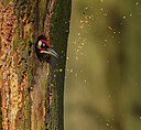 BUITEN BEELD Foto: 434892