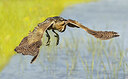 BUITEN BEELD Foto: 434893