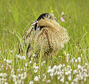 BUITEN BEELD Foto: 434894