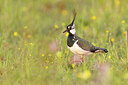 BUITEN BEELD Foto: 434920