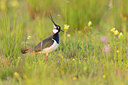 BUITEN BEELD Foto: 434921