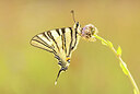 BUITEN BEELD Foto: 434923