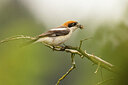 BUITEN BEELD Foto: 434925
