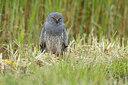 BUITEN BEELD Foto: 434928