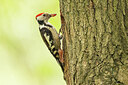 BUITEN BEELD Foto: 434949