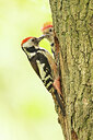 BUITEN BEELD Foto: 434950