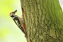 BUITEN BEELD Foto: 434953