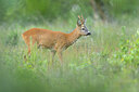 BUITEN BEELD Foto: 434954