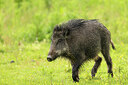 BUITEN BEELD Foto: 434959