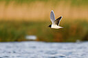 BUITEN BEELD Foto: 434962