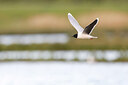 BUITEN BEELD Foto: 434964