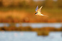 BUITEN BEELD Foto: 434966