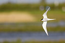 BUITEN BEELD Foto: 434968