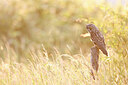 BUITEN BEELD Foto: 434971