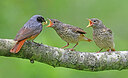 BUITEN BEELD Foto: 434997