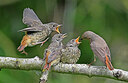 BUITEN BEELD Foto: 434998