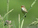 BUITEN BEELD Foto: 435004