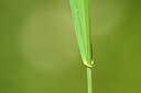 BUITEN BEELD Foto: 435026