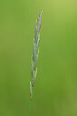 BUITEN BEELD Foto: 435028