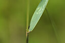 BUITEN BEELD Foto: 435031