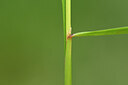 BUITEN BEELD Foto: 435033