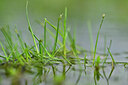 BUITEN BEELD Foto: 435054