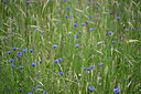 BUITEN BEELD Foto: 435057