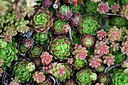 BUITEN BEELD Foto: 435059