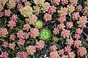 BUITEN BEELD Foto: 435062