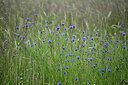 BUITEN BEELD Foto: 435066