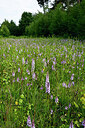 BUITEN BEELD Foto: 435078