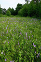 BUITEN BEELD Foto: 435085