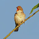 BUITEN BEELD Foto: 435088