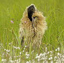 BUITEN BEELD Foto: 435089