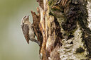 BUITEN BEELD Foto: 435091