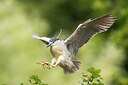BUITEN BEELD Foto: 435094
