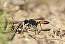 BUITEN BEELD Foto: 435119