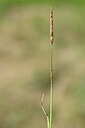BUITEN BEELD Foto: 435133