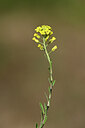 BUITEN BEELD Foto: 435136