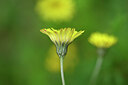 BUITEN BEELD Foto: 435140