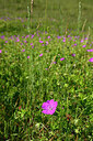 BUITEN BEELD Foto: 435144